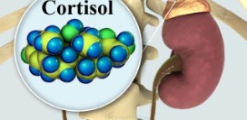Роль кортизола в организме, и какие патологии связаны с этим гормоном