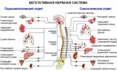 вегето сосудистая система человека