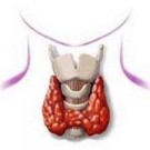 Щитовидная железа