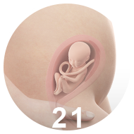 21 неделя беременности