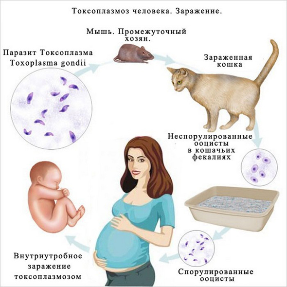 Симптомы токсоплазмоза у детей методы лечения и профилактики заболевания