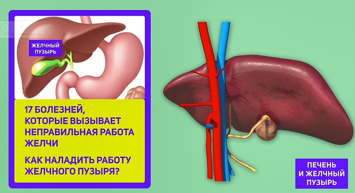 Работать без желчного пузыря. Неправильная работа желчного пузыря. Как наладить работу желчного пузыря. Желчь на деятельность сердца. Условия работы желчи.