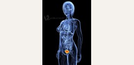 Цистит. Современная диагностика, эффективное лечение и профилактика заболевания