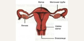 Непроходимость маточных труб. Причины, симптомы и признаки, диагностика и лечение болезни