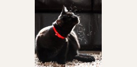 Аллергия на кошек и собак. Причины, симптомы и признаки, диагностика и лечение патологии