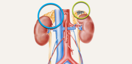 Феохромоцитома. Причины, симптомы, признаки, диагностика и лечение патологии.