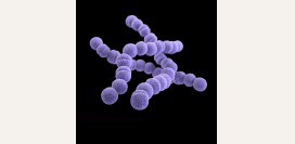 Стрептококк. Обнаружен стрептококк в носу, горле, зеве, на коже, что делать? Стрептококк у грудных детей. Как выявить лечить инфекцию?