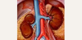 Нефросклероз. Причины, симптомы, признаки, диагностика и лечение патологии.