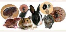 Туляремия. Причины, симптомы, диагностика и лечение патологии