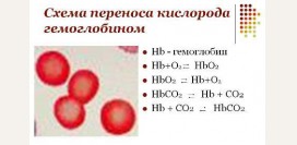 Как повысить гемоглобин? Как поднять гемоглобин в домашних условиях? Продукты, поднимающие гемоглобин