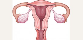 УЗИ малого таза при бесплодии. Показания, какие органы исследуются, как производится, возможные результаты