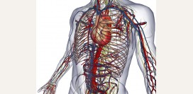 Аневризма грудной аорты. Симптомы, диагностика и лечение патологии