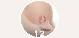 12 неделя беременности