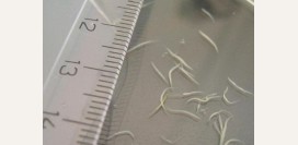 Энтеробиоз (острицы) - причины, симптомы, современная диагностика, лечение и профилактика