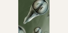 Лямблиоз - причины, симптомы, современная диагностика, эффективное лечение болезни