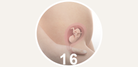 16 неделя беременности
