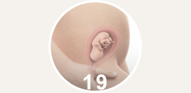 19 неделя беременности