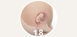 18 неделя беременности