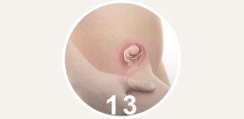 13 неделя беременности