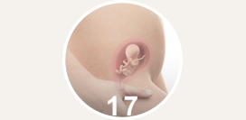 17 неделя беременности