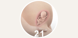 21 неделя беременности