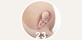 23 неделя беременности