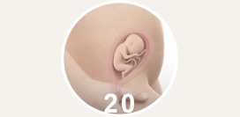20 неделя беременности