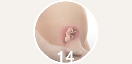 14 неделя беременности