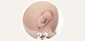22 неделя беременности