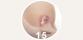 15 неделя беременности