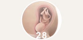 28 неделя беременности