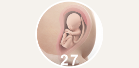 27 неделя беременности