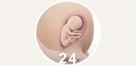 24 неделя беременности