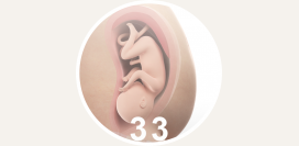 33 неделя беременности