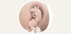 29 неделя беременности