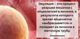 Признаки овуляции. Как рассчитать овуляцию? Сколько длится овуляция? Что происходит в день овуляции? Что такое окно фертильности? На какой день цикла происходит овуляция?
