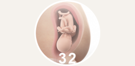32 неделя беременности