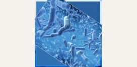 Исследование микрофлоры кишечника помогает в выявлении гепатоцеллюлярной карциномы