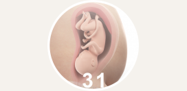 31 неделя беременности
