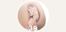 39 неделя беременности