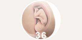 36 неделя беременности