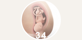 34 неделя беременности