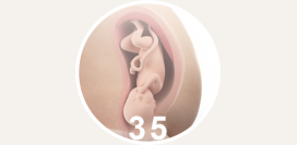 35 неделя беременности