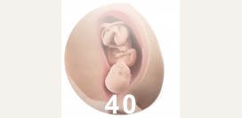 40 неделя беременности