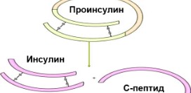 Анализ крови на инсулин и проинсулин