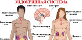 Основы иерархии гормонов в организме человека