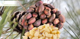 Почему полезно есть кедровые орехи?