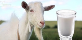 10 причин выбрать козье молоко вместо коровьего