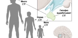 Гормон роста или соматотропный гормон: эффект у взрослых и детей