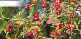 Полезный шиповниковый чай. Как заварить его и не потерять витамин С?